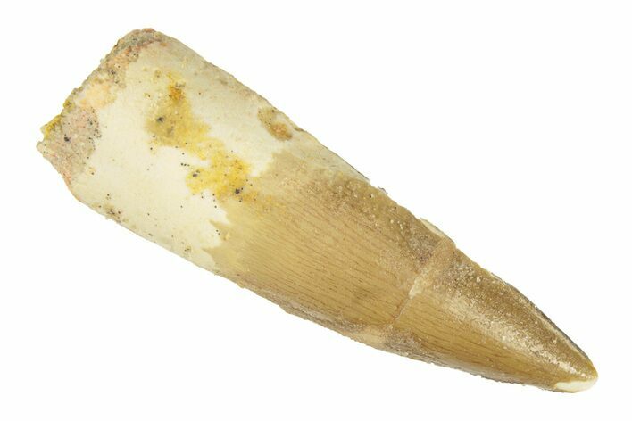 Fossil Spinosaurus Tooth - Real Dinosaur Tooth #268302